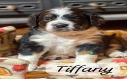 Bernedoodle dogs for sale: Beautiful Bernedoodle babies  - Advert 31