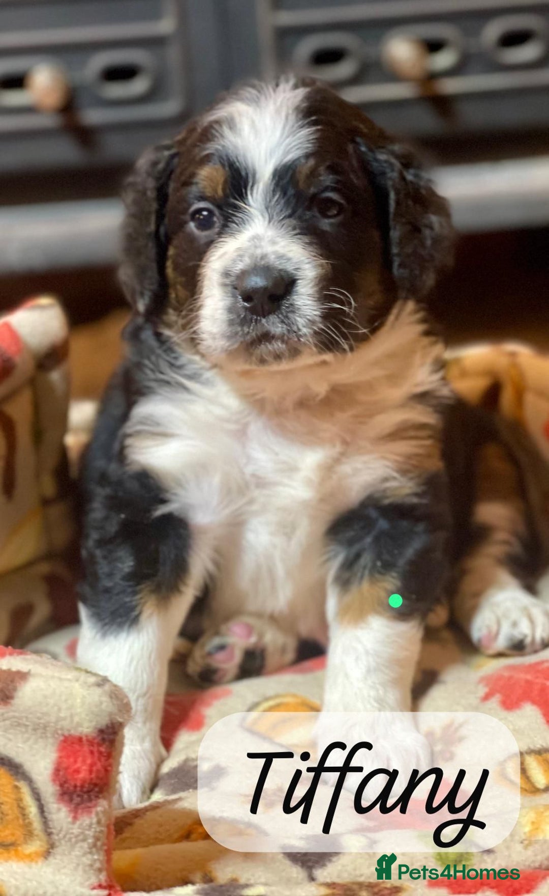 Bernedoodle dogs for sale: Beautiful Bernedoodle babies  - Advert 31