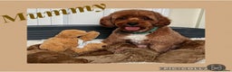 Cavapoo dogs for sale: Extensively Health Tested F1b Cavapoo Puppies  - Advert 9