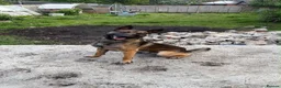 Belgian Shepherd Dog dogs for sale: Belgian Malinios Puppy’s in Liphook - Advert 8