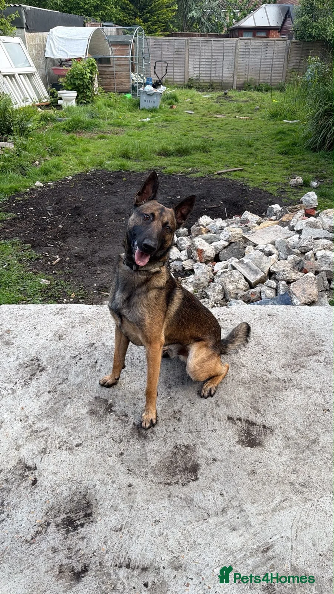 Belgian Shepherd Dog dogs for sale: Belgian Malinios Puppy’s in Liphook - Advert 8