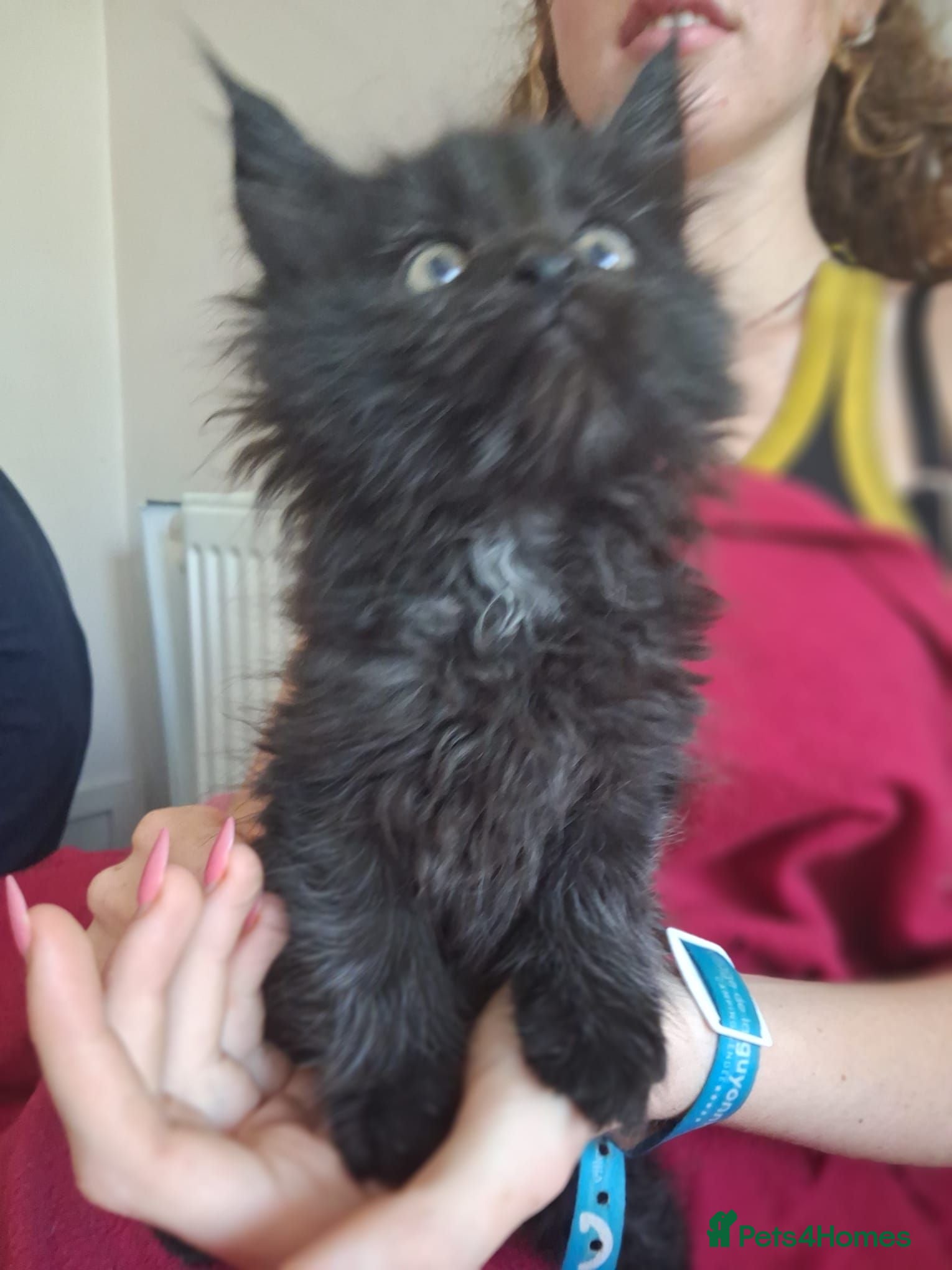 Maine Coon cats Black smoked PANTHERS!! 😍 - Advert 1
