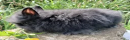 Lionhead rabbits for sale: Stunning DM Lionhead baby rabbits  - Advert 4