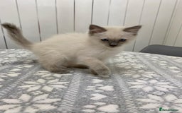 Ragdoll cats for sale: Ragdoll kittens ready now  - Image 3