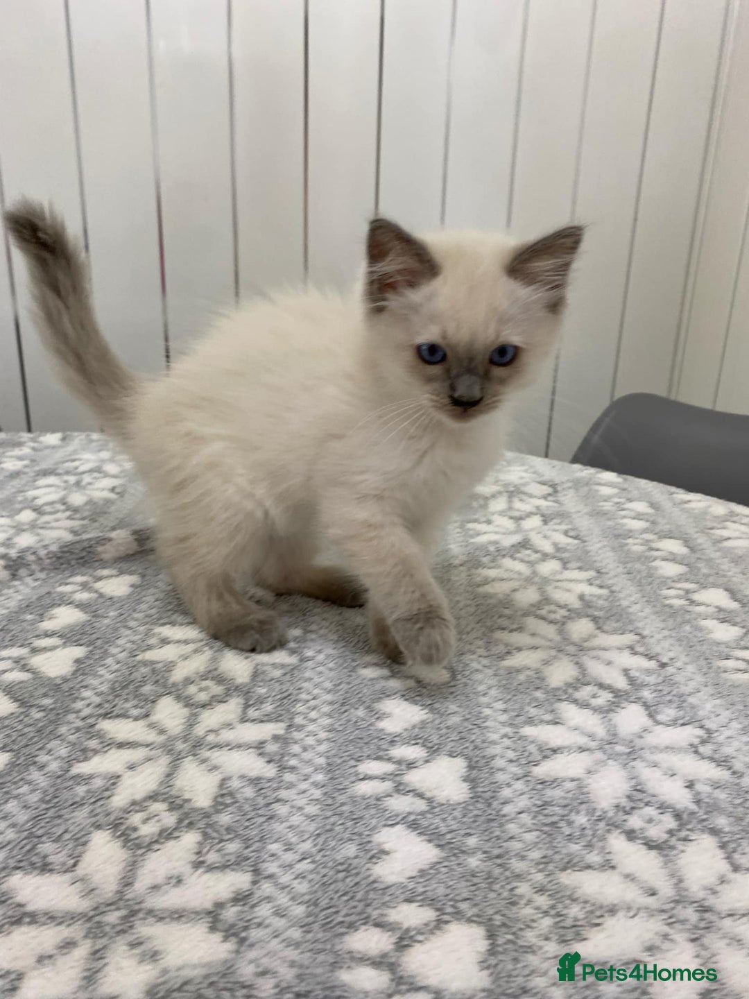 Ragdoll cats for sale: Ragdoll kittens ready now  - Image 3
