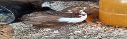 Quail poultry for sale: Quail chicks  in Llangollen - Advert 4