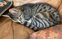 Mixed Breed cats for sale: Four beautiful little kittens - Image 31