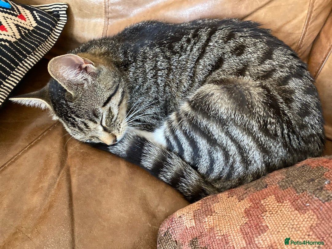 Mixed Breed cats for sale: Four beautiful little kittens - Image 31