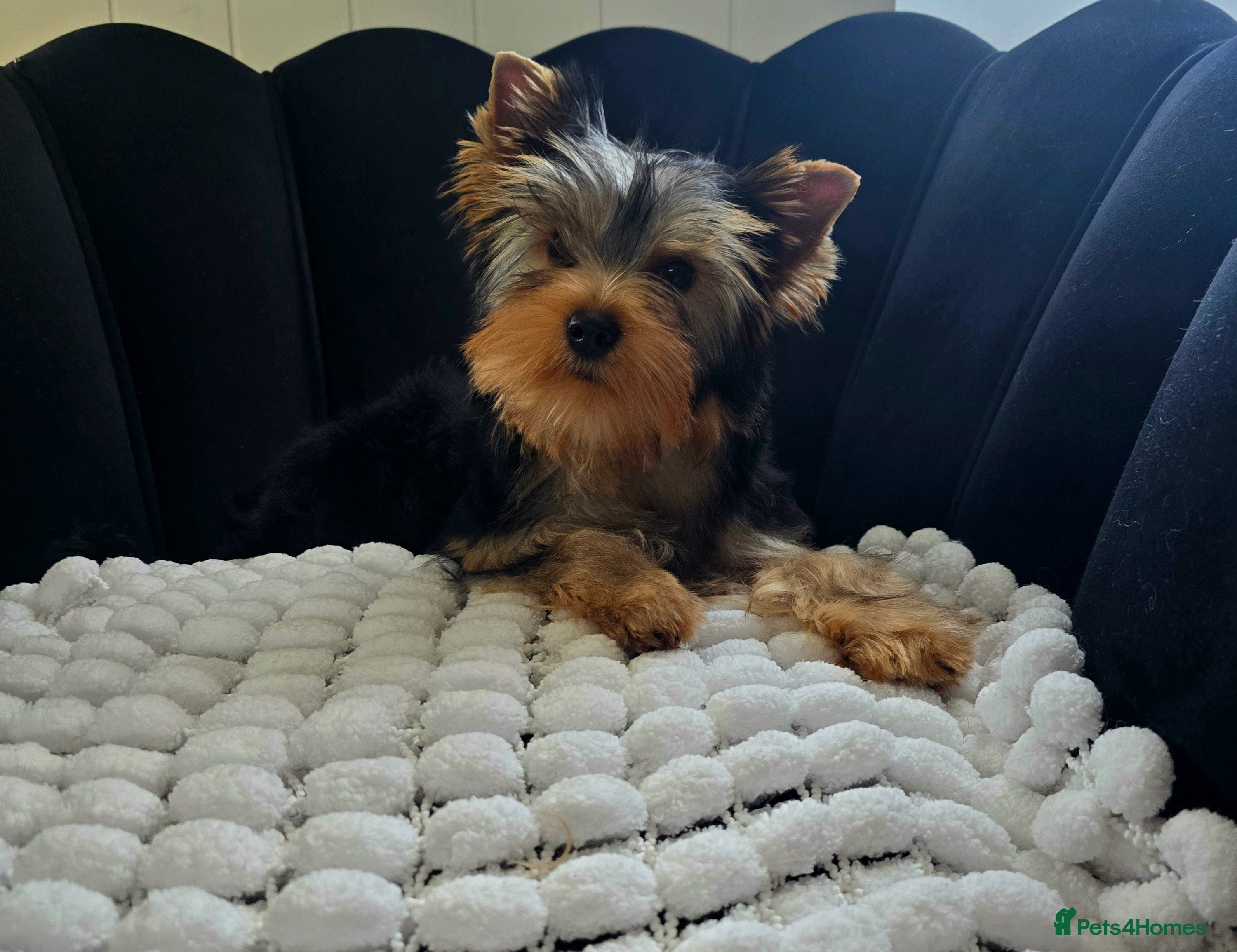 Yorkshire Terrier dogs Top quality female - Advert 2