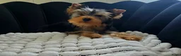 Yorkshire Terrier dogs for sale: Top quality female - Advert 2