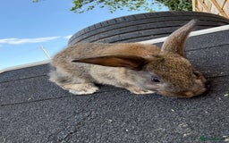 Harlequin rabbits for sale: 2 harlequin doe’s for sale - Image 6