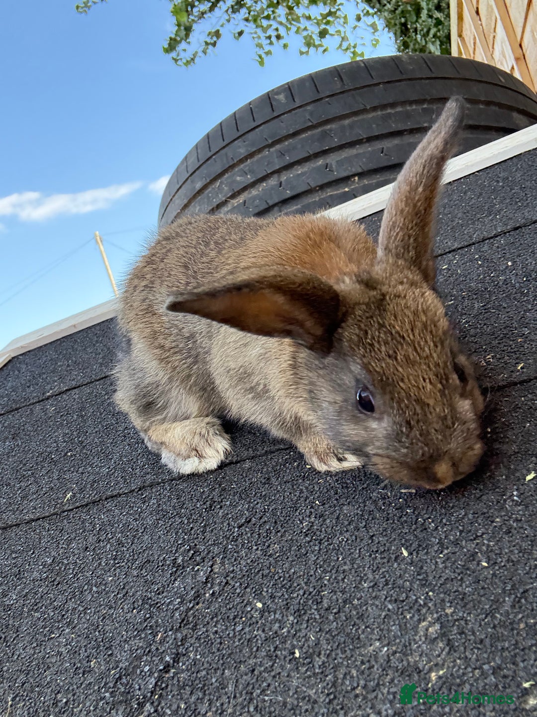 Harlequin rabbits for sale: 2 harlequin doe’s for sale - Image 6
