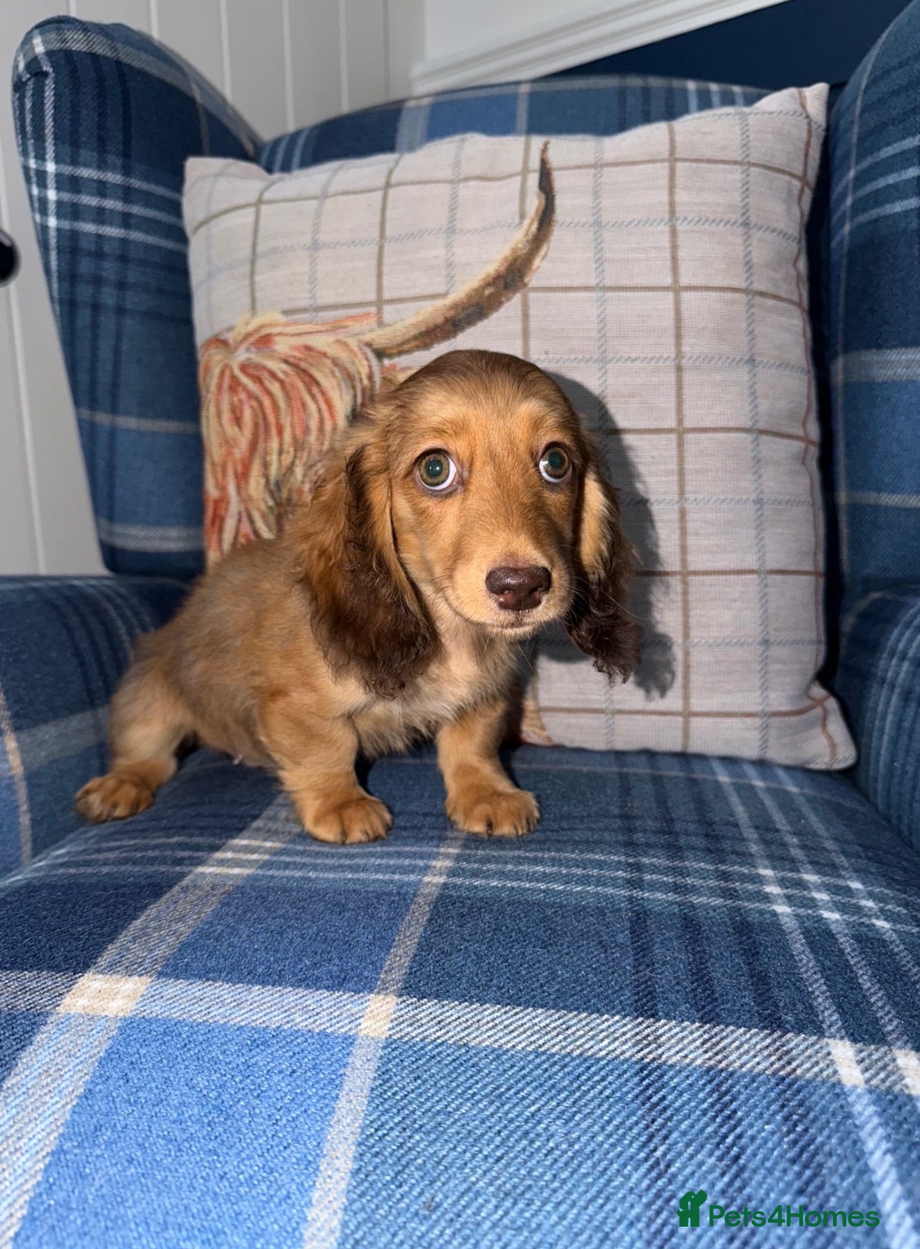 Miniature Dachshund dogs 🩷Stunning Long Haired Mini Dachshunds💙 - Advert 1