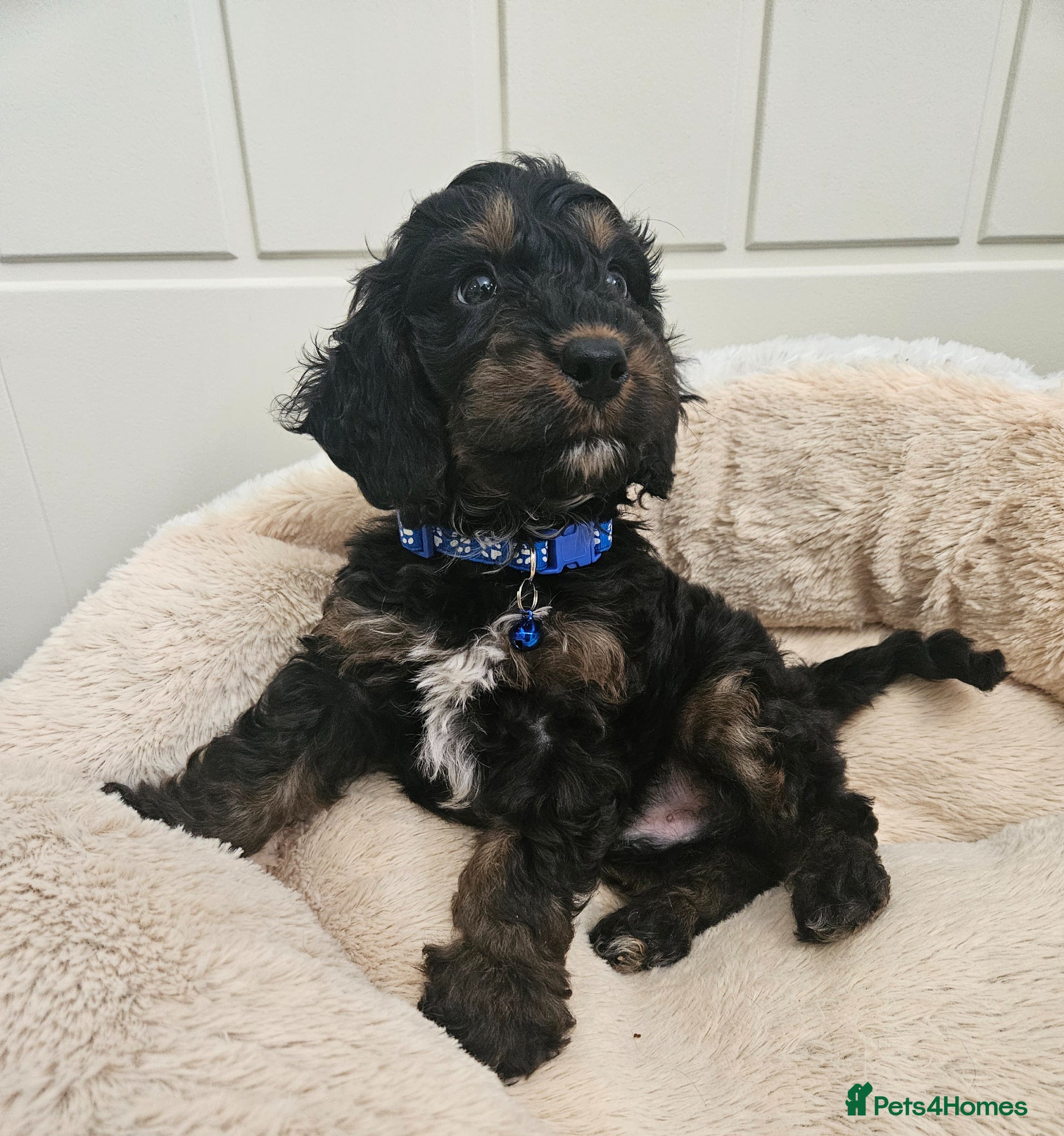 Cockapoo dogs licensed breeder, 1 BOY available for loving home - Advert 2