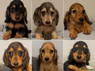 Miniature Dachshund dogs Ready now KC reg puppies boys & girls - Advert 3
