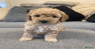 Cavapoo dogs - Advert 12