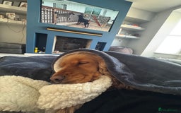 Cocker Spaniel dogs for sale: Meet Daisy – looking for her forever home❤️ - Advert 2