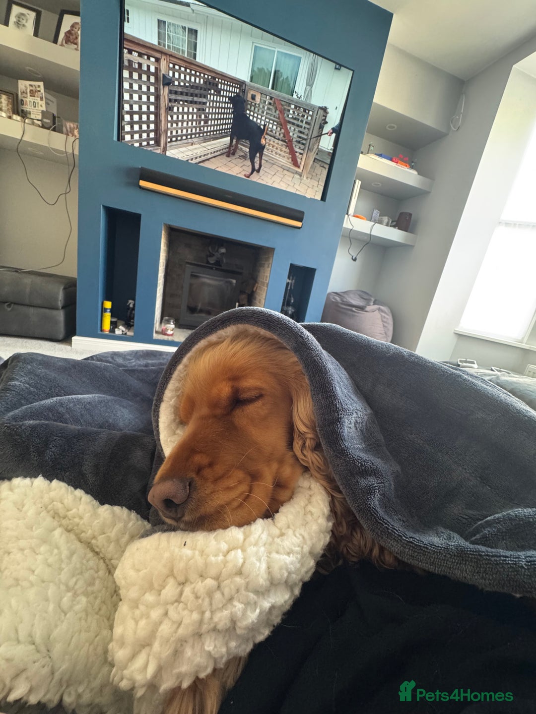 Cocker Spaniel dogs for sale: Meet Daisy – looking for her forever home❤️ - Advert 2