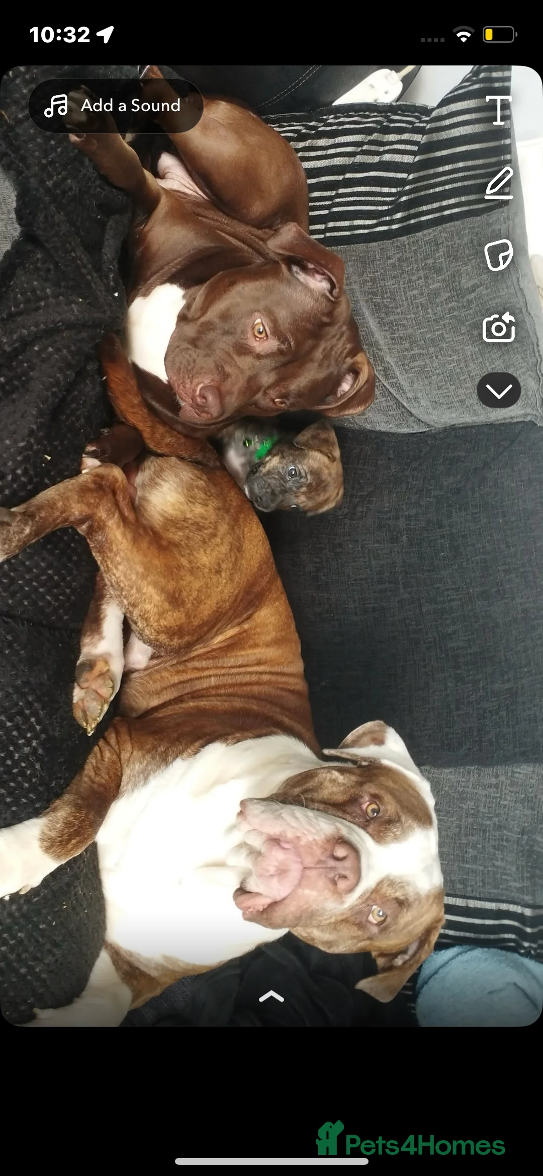 Mixed Breed dogs for sale: American bully x American bulldog puppies - Advert 13