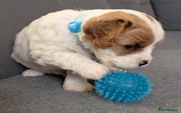 Cavapoo dogs for sale: F2 Cavapoo, Dog breeding license - Advert 7