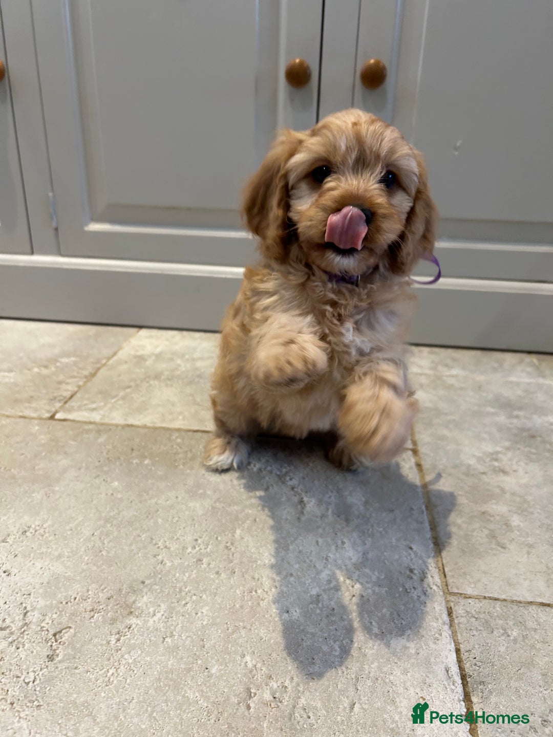 Cavapoo dogs for sale: Cavapoo F1 Ready Now - Advert 15