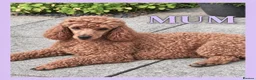 Cavapoo dogs for sale: Gorgeous cavapoo puppies from DNA tested parents - Advert 35
