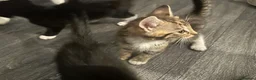Mixed Breed cats for sale: 2 tabby kittens 🐱  - Advert 21