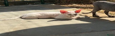 Devon Rex 3