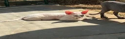 Devon Rex cats for sale: Stunning Affectionate Devon Rex Kittens  - Advert 15