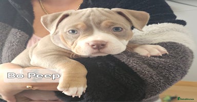 American Bully dogs - Advert 5