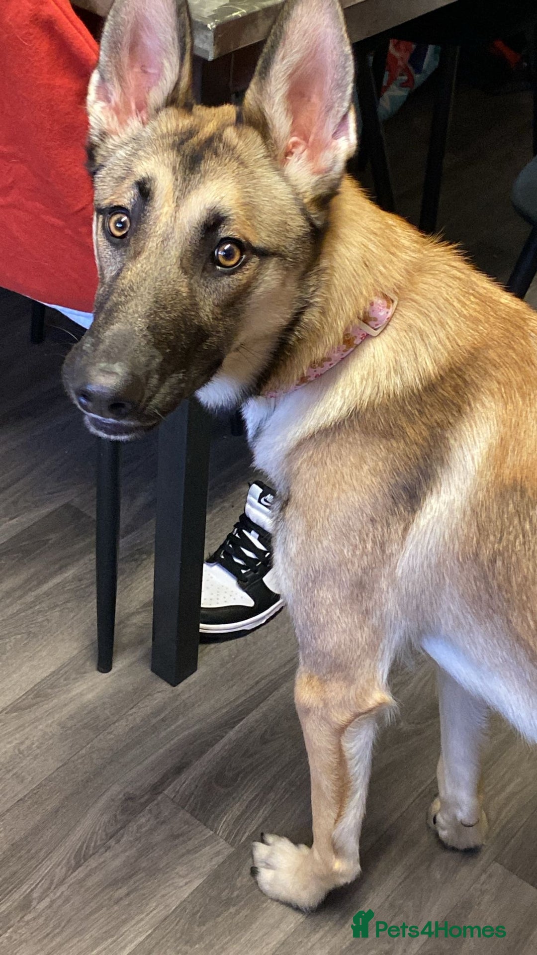 Mixed Breed dogs for sale: 10 month old puppy - Advert 2