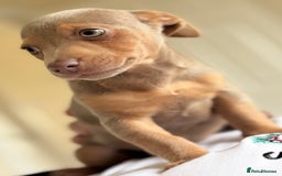 Jack Russell dogs for sale: Jack Russell’s lilac and Tan.  - Image 2