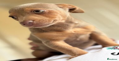 Jack Russell dogs - Advert 4