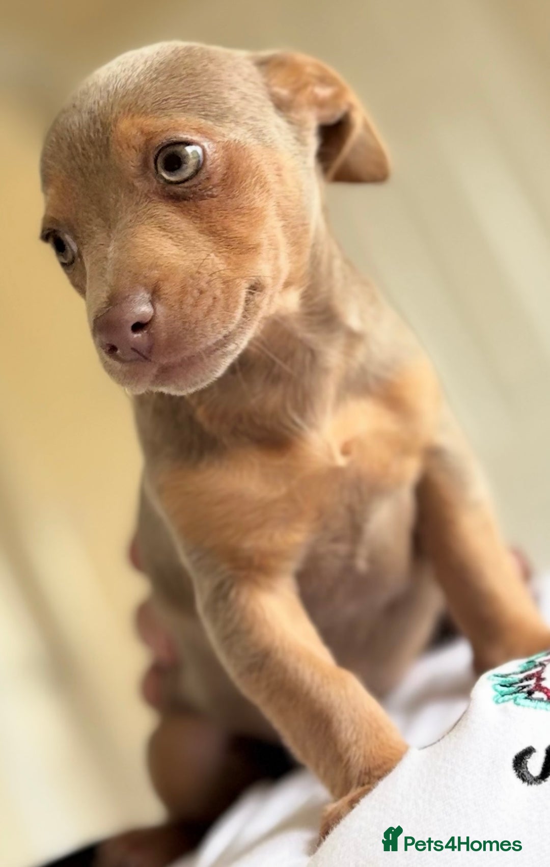 Jack Russell dogs for sale: Jack Russell’s lilac and Tan.  - Image 2