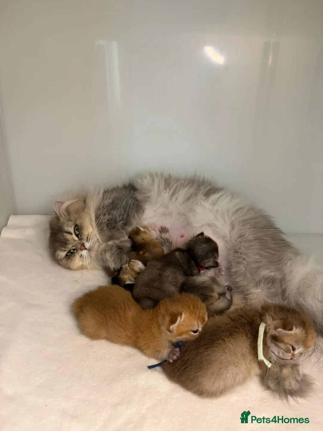 British Shorthair cats for sale: Vet bred Teddybear Lap cats  - Advert 2