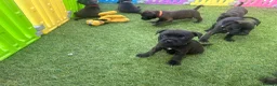 Staffordshire Bull Terrier dogs for sale: **KC reg*22 Champions* staffy pups - Advert 8