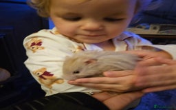 Hamster rodents for sale: Friendly fluffy hamster for sale - Image 5