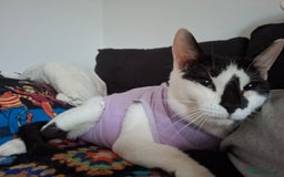 Mixed Breed cats for sale: Lots of cats/kittens up for adoption  - Image 27