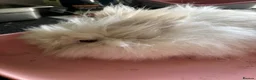 Mixed Breed rabbits for sale: 3 Teddydwarf bunnies looking for a new home.  - Advert 4