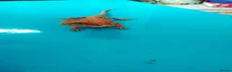 Bearded Dragon reptiles for sale: Bearded dragon  in Ashford - Advert 4