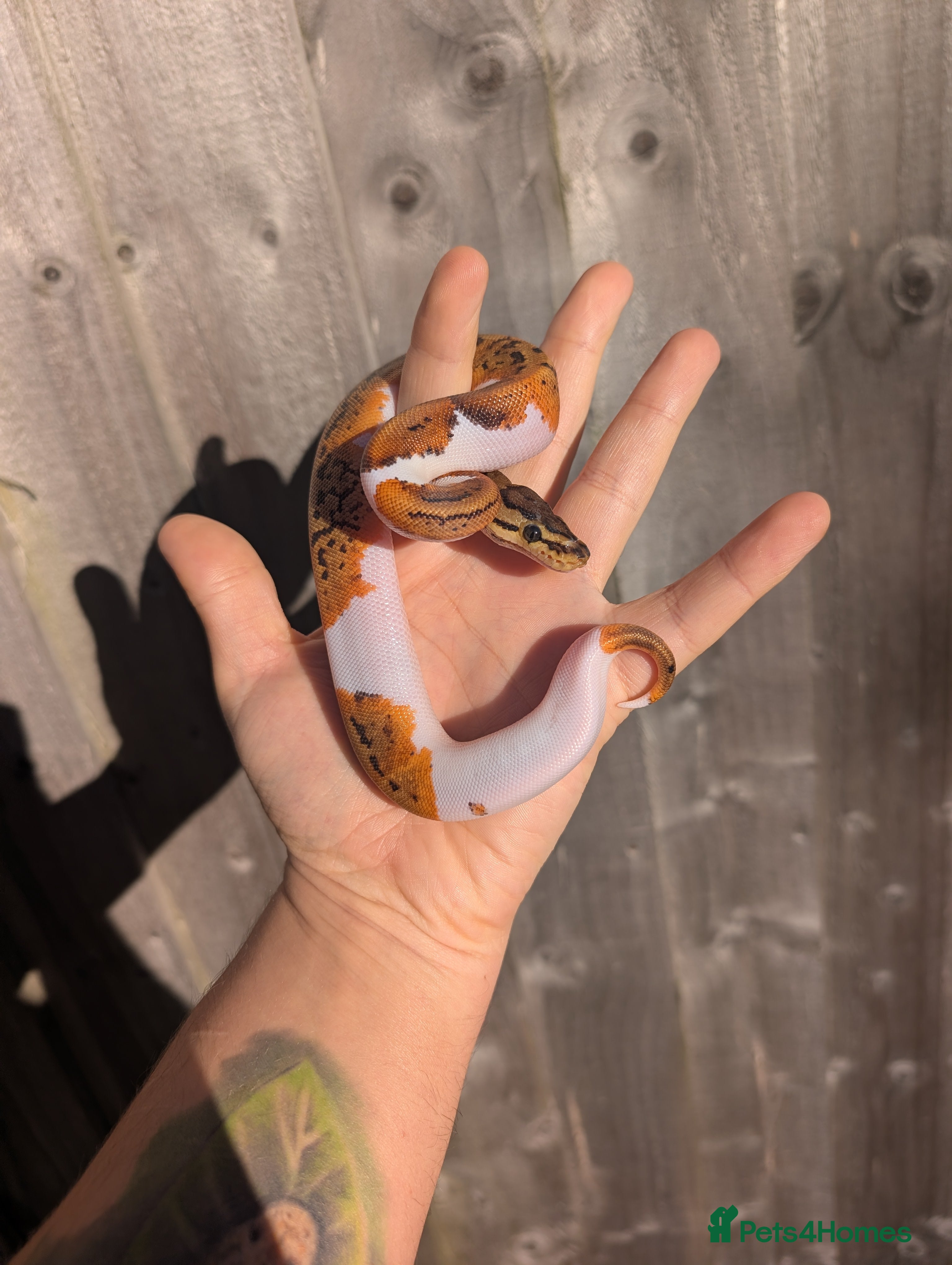 Python Snake reptiles Pied combination ball pythons  - Advert 2