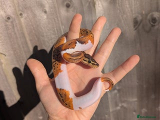 Python Snake reptiles Pied combination ball pythons - Advert 2
