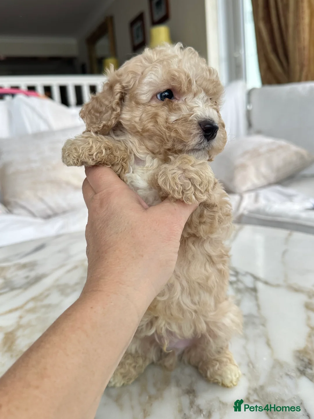 Miniature Poodle dogs for sale: Pedigree club registered 3 Miniature poodles!  - Advert 9