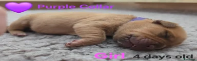 Purple Collar