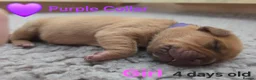 Mixed Breed dogs for sale: Stunning Dogue de Bordeaux / Mastiff puppies - Advert 8