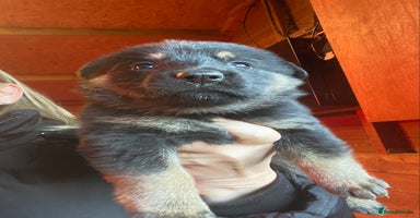 German Shepherd dogs 🐶 Straight back GSD Puppies 🐶  - Advert 10