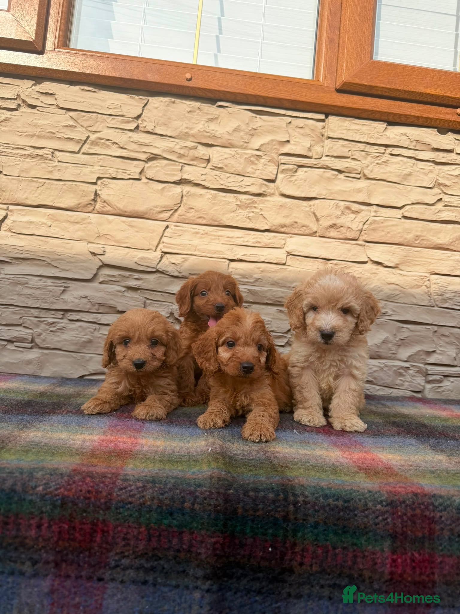 Cockapoo dogs F1 Cockapoos (council licensed breeder  - Advert 2