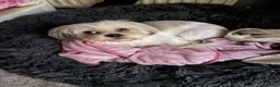 Lhasa Apso dogs for sale: Beautiful Lhasa Apso - 6 Years Old in Redcar - Advert 10