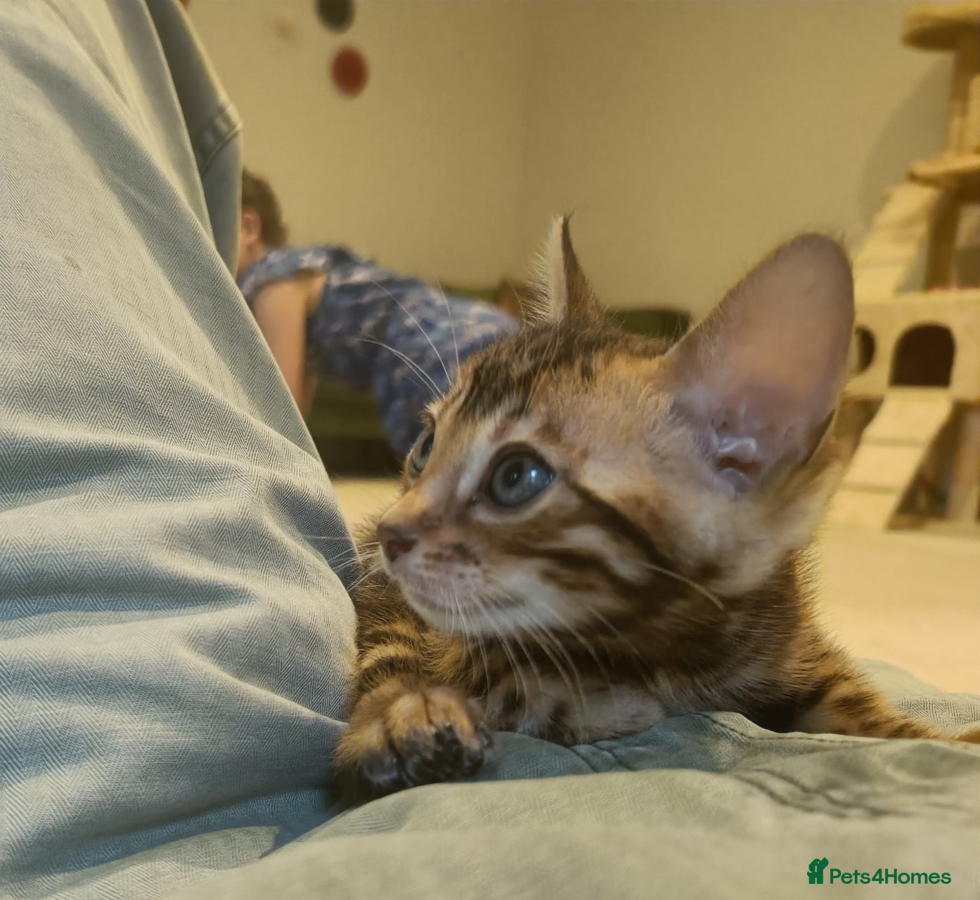 Bengal cats for sale: Absolutely beautiful pedigree bengal kittens - Advert 4