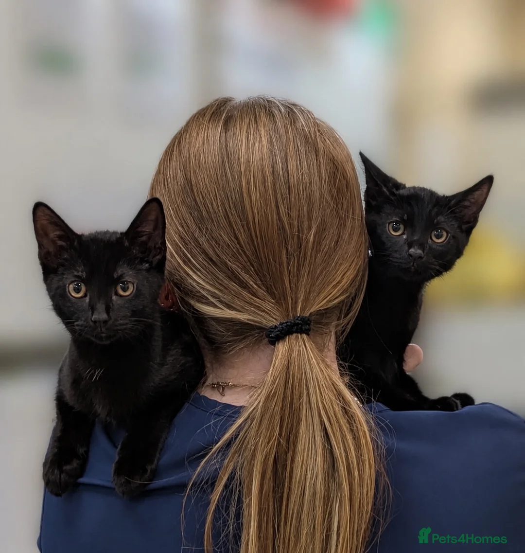 Domestic Shorthair cats for sale: Ozzy + Norman the cuties need their forever home💞 - Advert 1